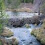 Beaver dams were the primary source of wetlands throughout the continent until the species was decimated.