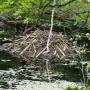 Scientists believe beavers build dams mainly to create protective moats around their lodges. Photo by Dick Bauch.