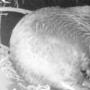 A video released last week shows what may be the first beaver to set up shop on Los Gatos Creek in 150 years.
