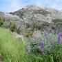 Lupine bloom below Pico Blanco.
