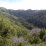 Major League Bushwhacking: South Fork of the Little Sur River canyon.