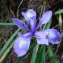A Douglas iris grows beside the South Fork of the Little Sur River.