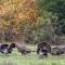 Wild turkeys on a fall day at Rancho San Antonio Preserve. Photo by Karl Gohl
