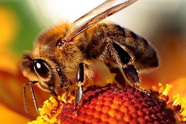 A new study has bad news for bees. Photo by Maciej A. Czyzewski / CC
