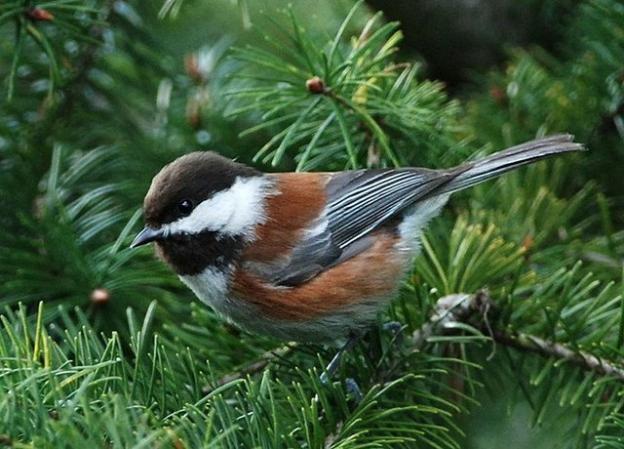 A fine example of a chestnut-backed chickadee. Photo by Minette Layne/Creative Commons.