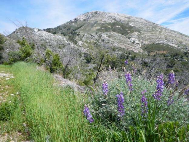 Lupine bloom below Pico Blanco.