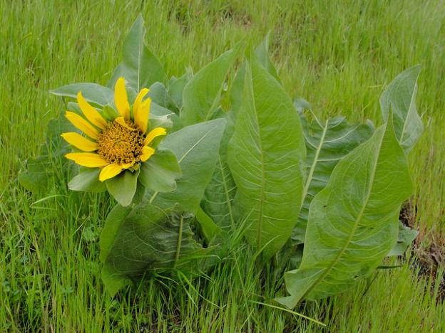 Mule's ear at Pescadero Creek County Park. Photo by Miguel Vieira/CC. 