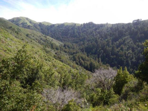 Major League Bushwhacking: South Fork of the Little Sur River canyon.