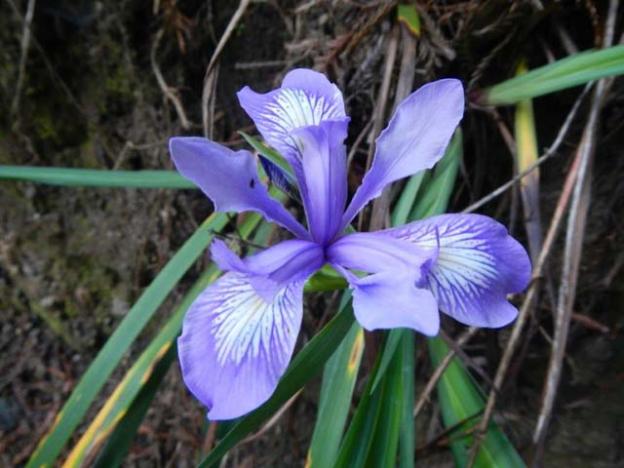 A Douglas iris grows beside the South Fork of the Little Sur River.