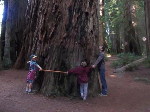 3. Your local coast redwood tree can grow to 300 feet or more—the tallest tree on Earth. (More below.) Photo by Margie Ryan.