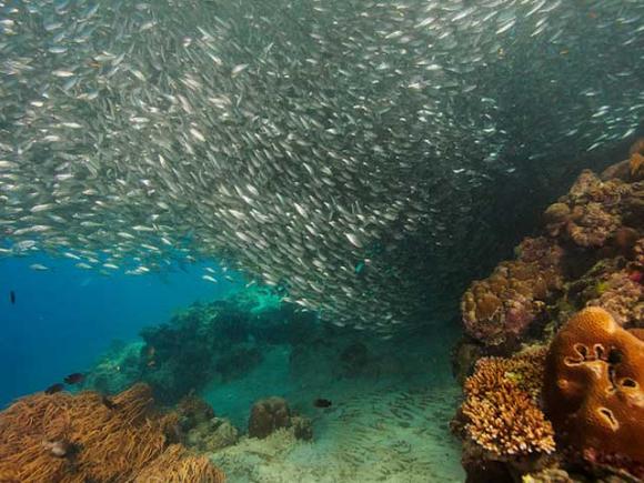 A beautiful display of schooling behavior in sardines.  Klaus Steifel photo CC BY-SA 2.0