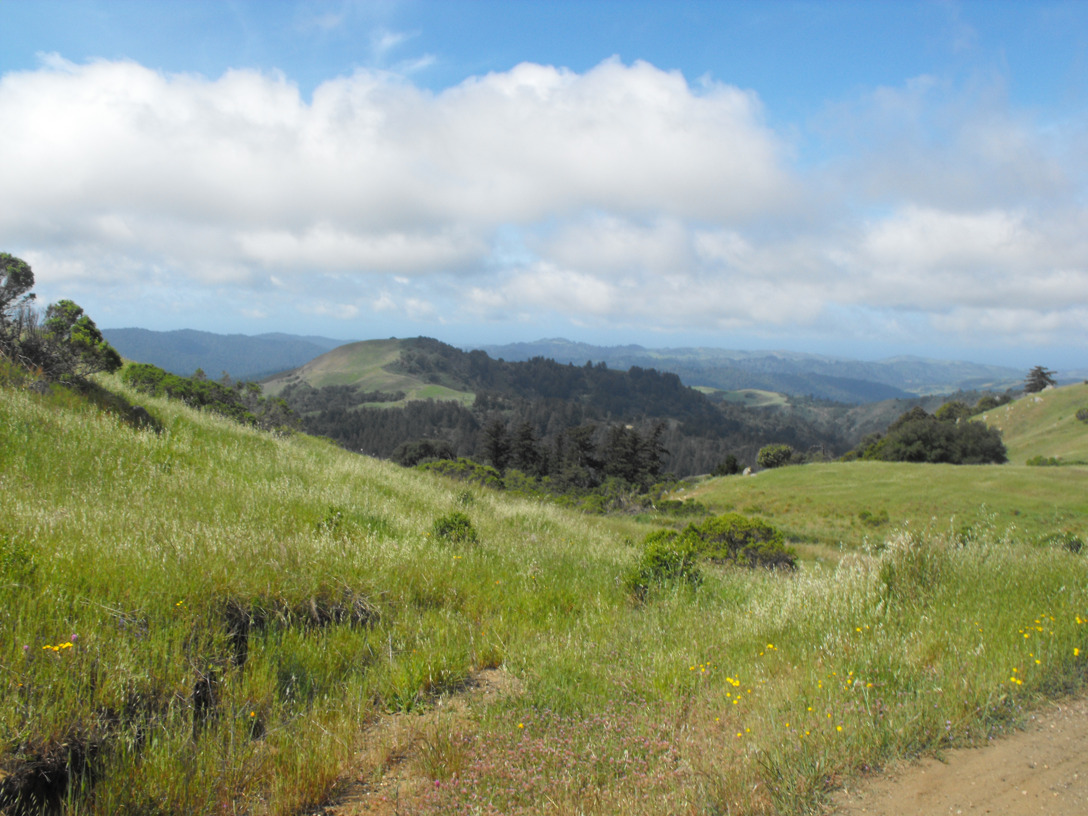 A Bouquet of Nature at Russian Ridge | Silicon Valley