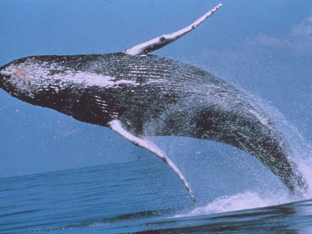 Image for display with article titled Science Spotlight: Why Do Humpbacks Breach?