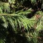 Calocedrus decurrens (California Incense-cedar) foliage stays fresh-looking even during drought years. Photo by Cruiser, CC 2.0