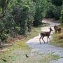 Quail and deer on the trail around Alpine Pond aren't too worried about hikers.