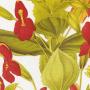 Mimulus cardinalis (scarlet monkey flower), from a hand-colored engraving after a drawing by S. A. Drake, from 'Transactions of the Horticultural Society' (1835). (Public domain.)