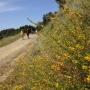 The lower section of Chamise Trail bristles with California broom and other chaparral plants. Most of the 3-mile trail is on exposed south-facing slope. Photo by Eric Johnson.