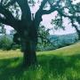 The oak trees and rolling hills along High Meadow Trail are one of the park's high points. 