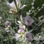 The chaparral mallow is so attractive to insects and birds it's been dubbed the "party plant."