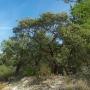 The red-barked silverleaf manzanita trees of the sandhills thrive in the sandy, nutrient-poor soil. Photo by Emma Hiolski.