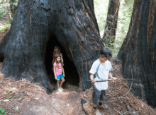 Two children and a giant redwood tree