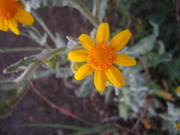 Woolly sunflower, or Oregon sunshine, loves it some dry, rocky soils like that found on Manzanita Trail.