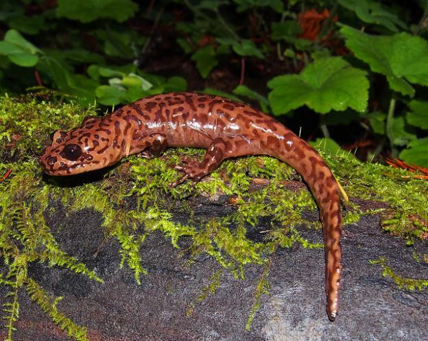 Look on the bottom of the streams along the PRT and you just might see a California Giant Salamander. Photo by J. Muaghn