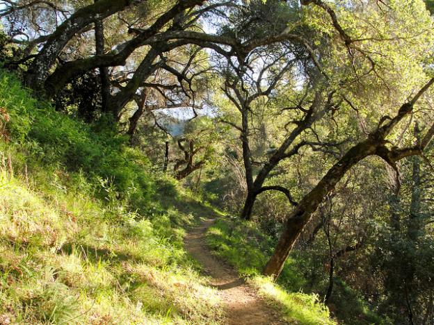 Some of the many beautiful live oaks you'll encounter on the trail. Photo by Miguel Vieira 