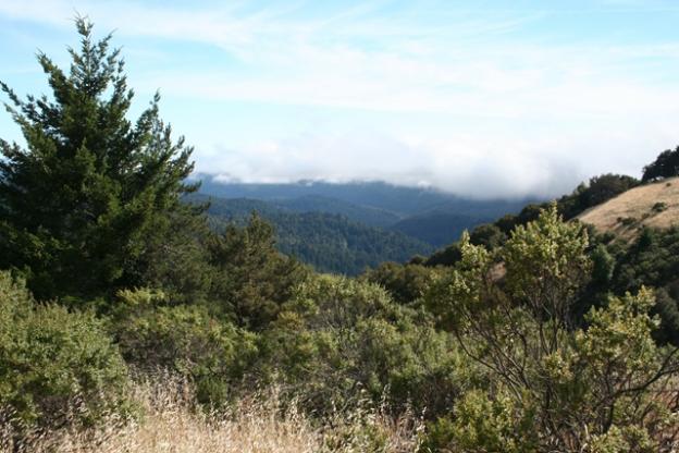 The Butano View Trail, as promised, has sightlines to the forested hills near Pescadero.