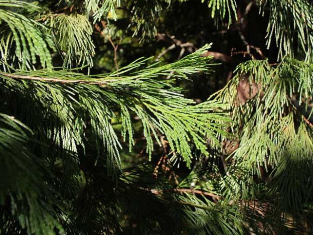 Calocedrus decurrens (California Incense-cedar) foliage stays fresh-looking even during drought years. Photo by Cruiser, CC 2.0