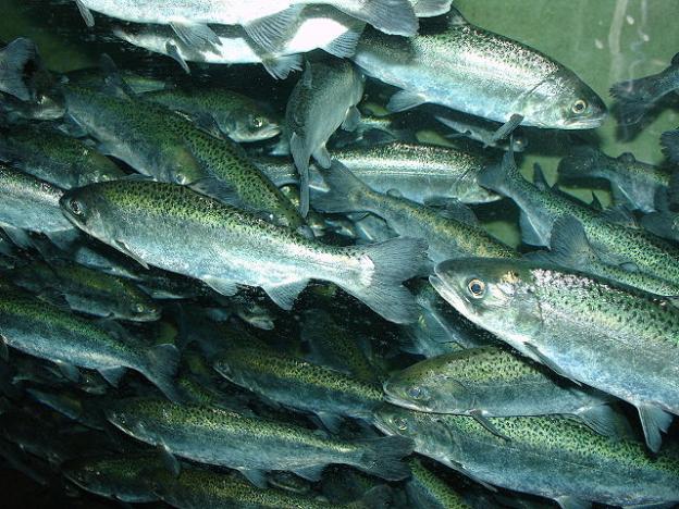 Chinook salmon are disappearing in large numbers due to the drought. Photo by Zureks / CC 
