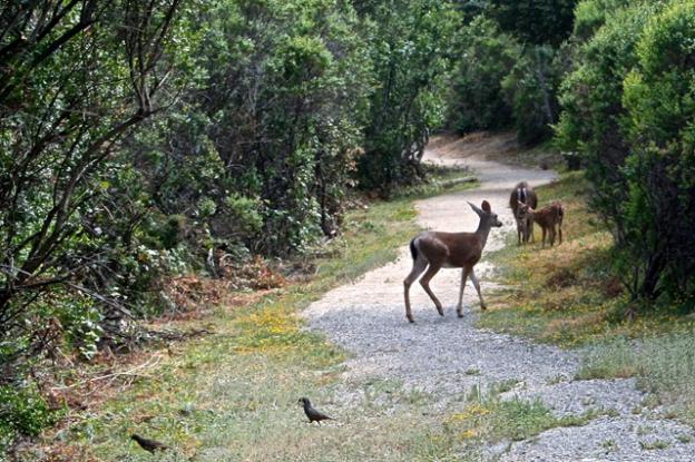 Quail and deer on the trail around Alpine Pond aren't too worried about hikers.