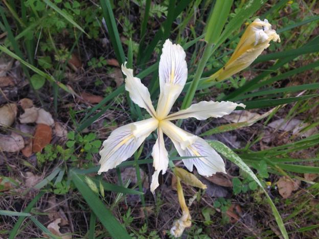 The beautiful wild iris will show up in sun-dappled shade along the Upper Wildcat Canyon Trail and the shadier sections of PG&E.