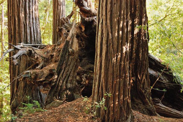 A toppled redwood at Memorial Park. Photo by Caducosity/CC.