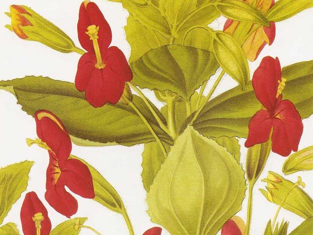 Mimulus cardinalis (scarlet monkey flower), from a hand-colored engraving after a drawing by S. A. Drake, from 'Transactions of the Horticultural Society' (1835). (Public domain.)