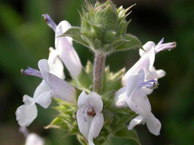 Salvia mellifera (black sage), is beautiful year-round, and brings butterflies into your garden. Photo by Curtis Clark, CC SA-2.5