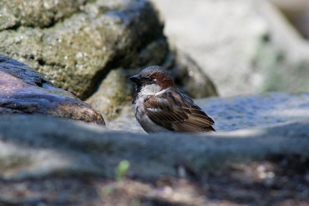 Photo by particlem / CC