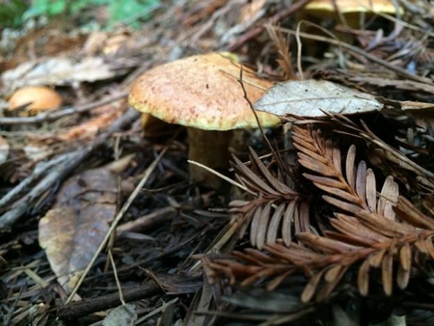Fairies of the forest. Allison Titus photo.