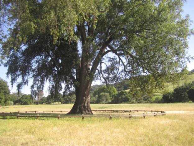 On Permanante Creek Trail stands the third-largest bay laurel tree in the state. Traci Hukill photo. 