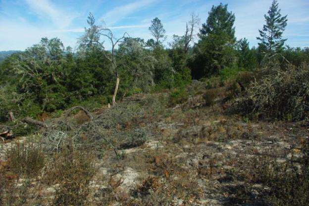 Larger plants, including oak and fir trees, can overtake the scrubby sandhill plants if fires do not clear out leaf litter. Photo by Emma Hiolski.