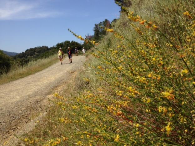 The lower section of Chamise Trail bristles with California broom and other chaparral plants. Most of the 3-mile trail is on exposed south-facing slope. Photo by Eric Johnson.