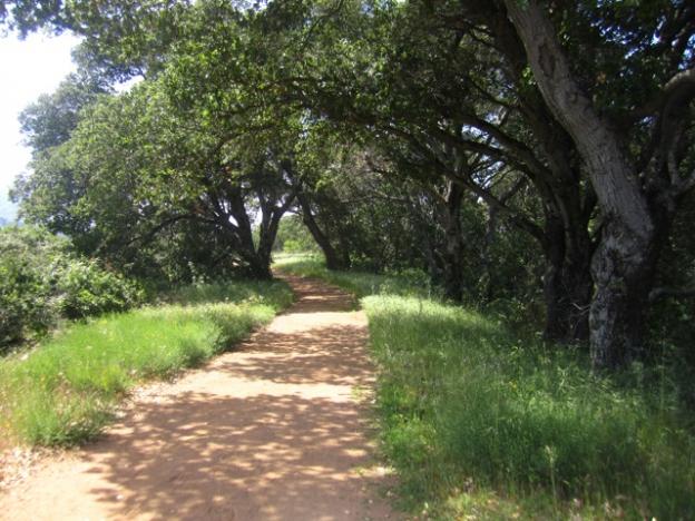 One of the welcome shady stretches at the top of Chamise Trail.