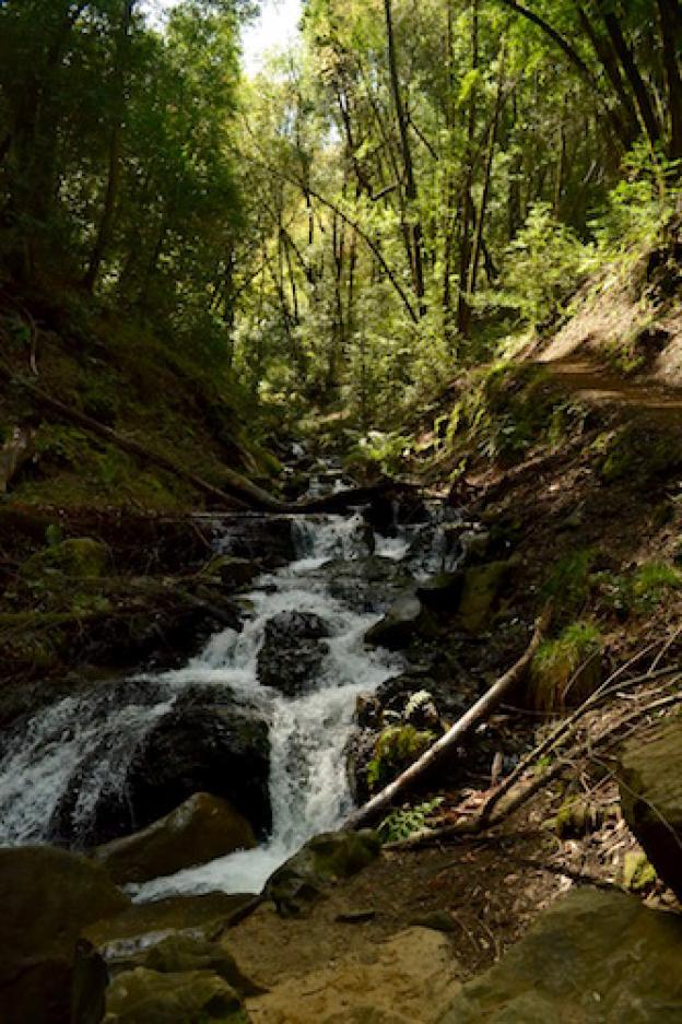 Follow Swanson Creek up the canyon on the Contour Trail. Photo by Christian Yungert.