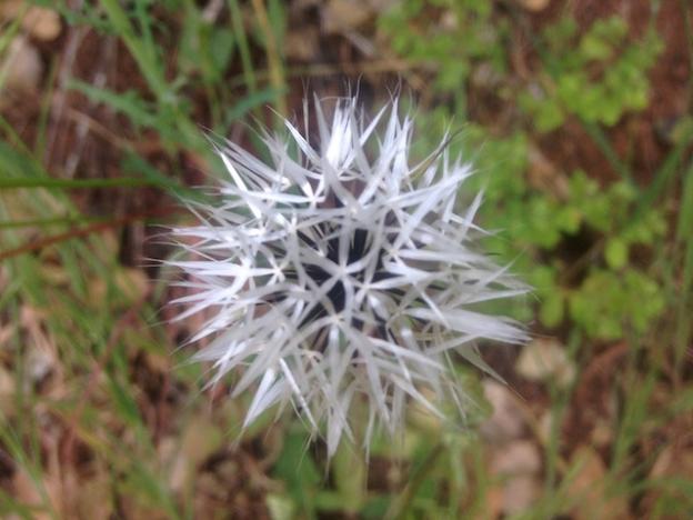 You find the darnedest things in Upper Wildcat Canyon.