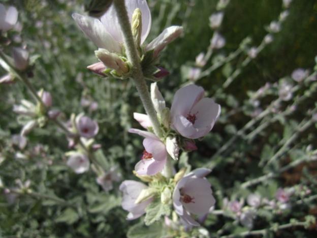 The chaparral mallow is so attractive to insects and birds it's been dubbed the "party plant."