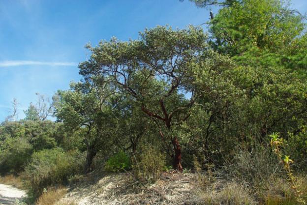 The red-barked silverleaf manzanita trees of the sandhills thrive in the sandy, nutrient-poor soil. Photo by Emma Hiolski.