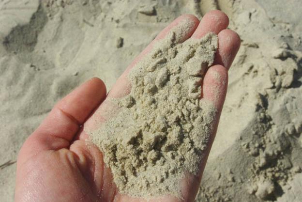 Zayante sand soil from the Santa Margarita sandstone formation covers some trails near Henry Cowell State Park. Photo by Emma Hiolski.
