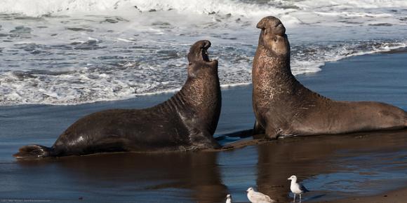  The clash of the titans resumes! Photo by Mike Baird