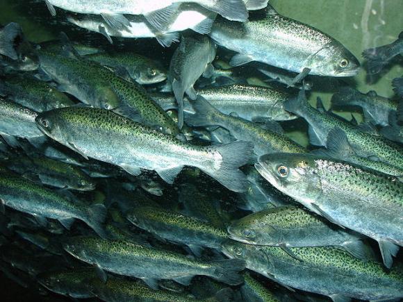 Chinook salmon are disappearing in large numbers due to the drought. Photo by Zureks / CC 