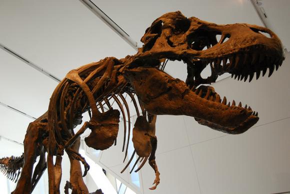 A dinosaur skeleton. Photo by Mike Shaver / <a href="https://creativecommons.org/licenses/by-sa/2.0/legalcode" target="_blank">CC</a>